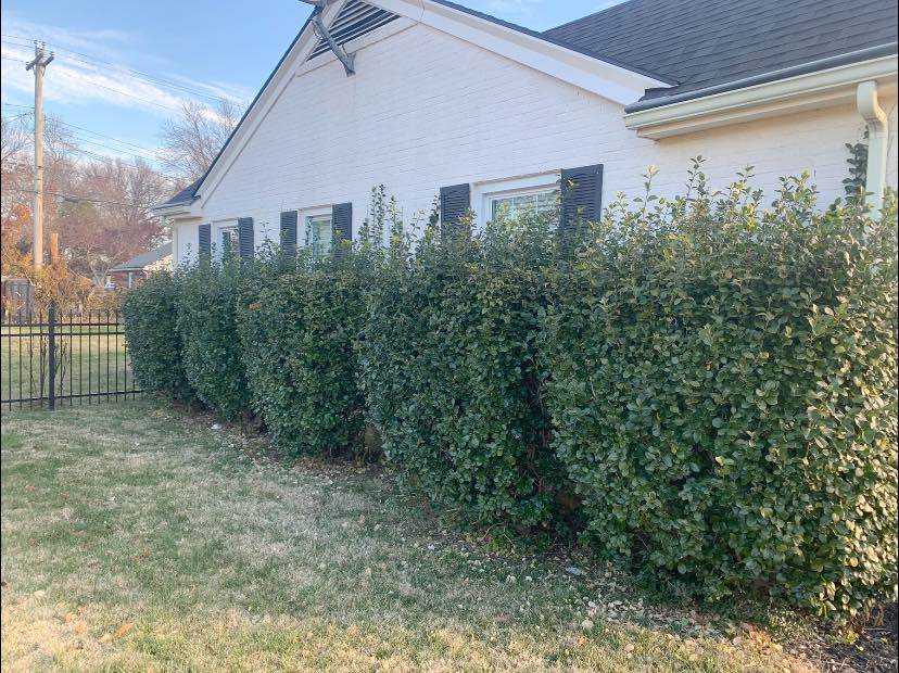 Lawn Maintenance project by Hobgood Landscaping